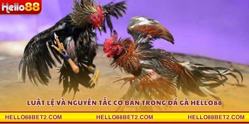 Luật lệ và nguyên tắc cơ bản trong đá gà Hello88
